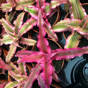 Live Plant Earth Star
